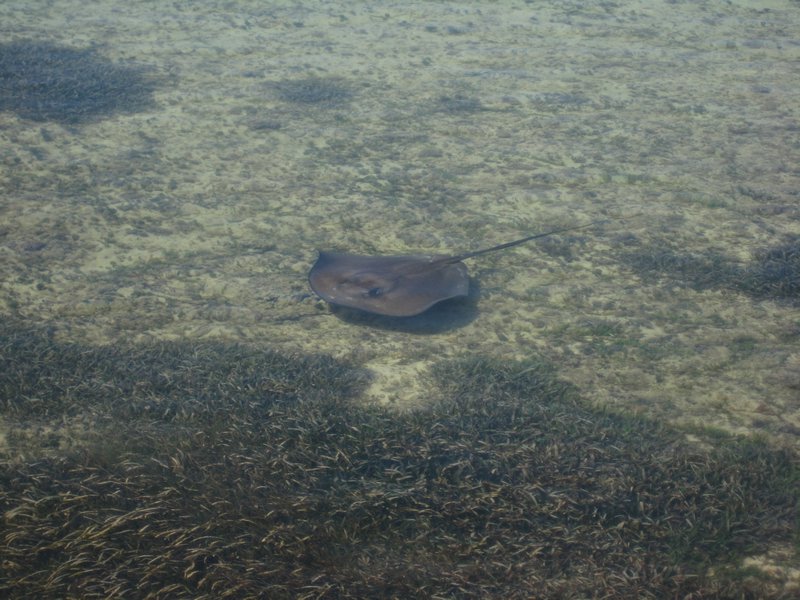 Stingray looking for lunch
