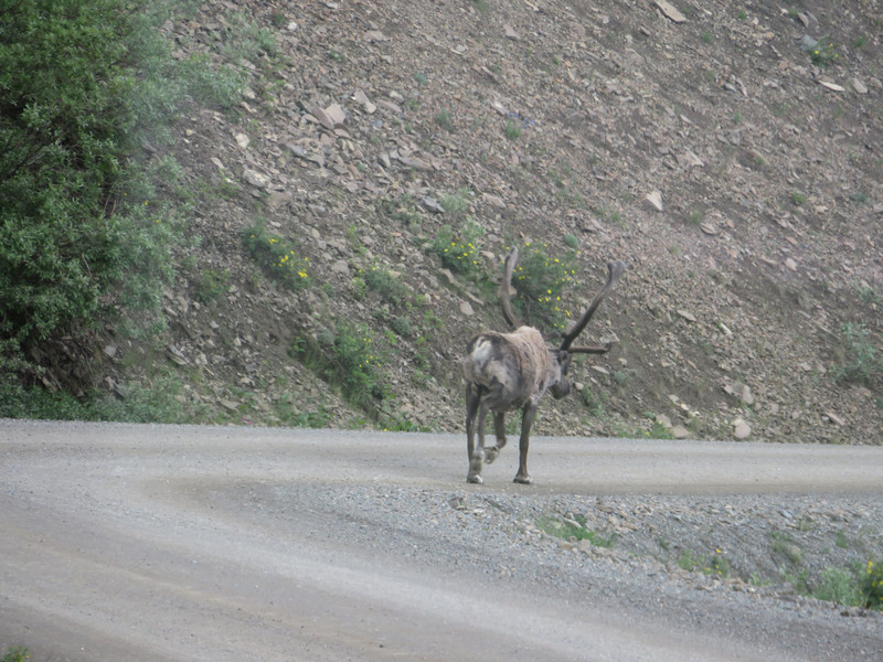 Caribou taking the scenic route.