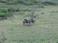 The caribou decides to get off and eat.