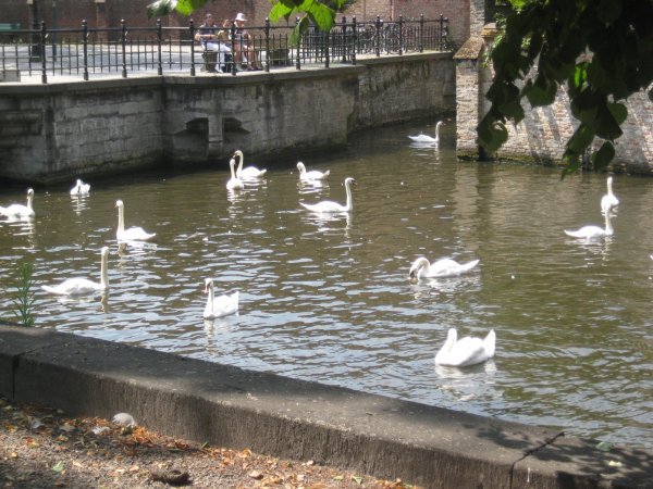Swans on a Canal!