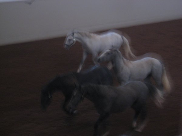 3 year old stallions