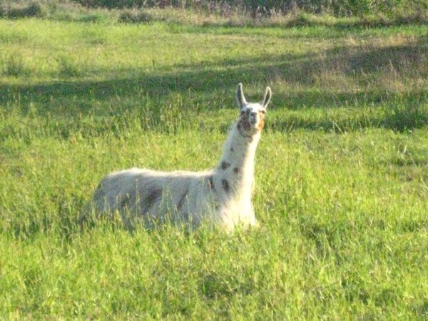 My neighbor's llama
