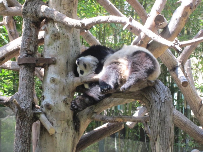 Baby Panda Nap