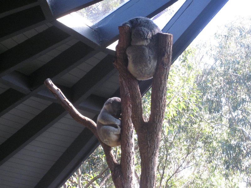 Sleeping Koalas
