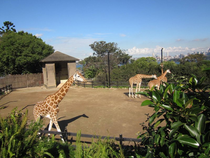 Sydney and Giraffes