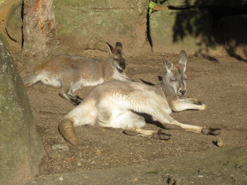 Sleeping kangaroos