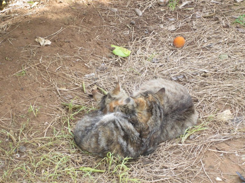 Fruitshack kittens