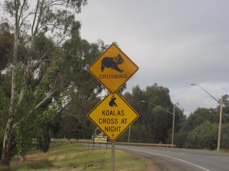 Koala Crossing!
