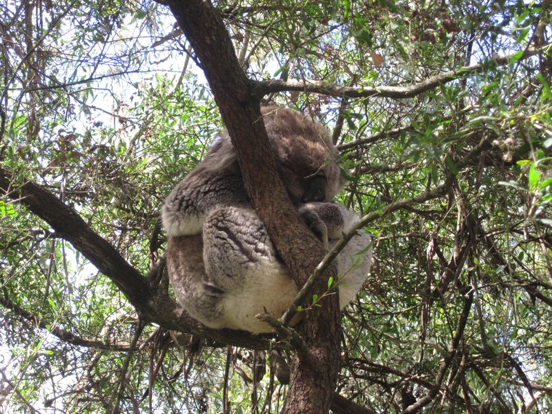 Koala!