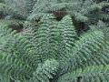 Giant Ferns