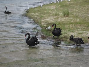 Birds that look like black swans