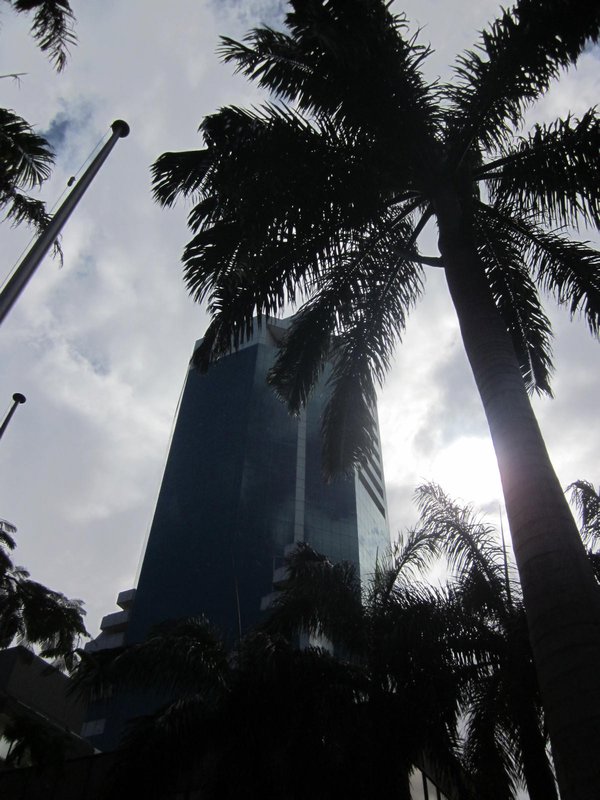 Palm trees and the city