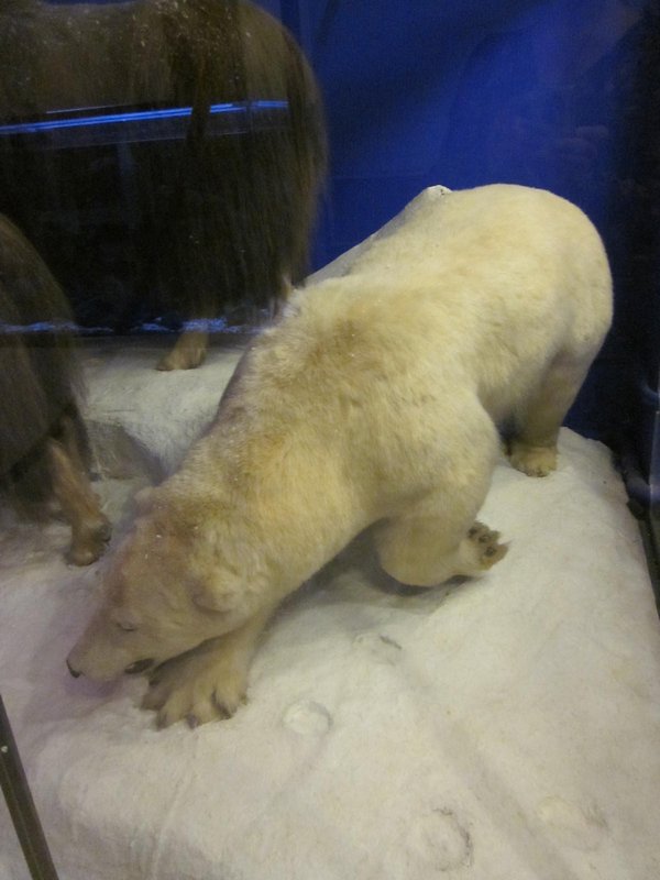 taxidermy polar bear