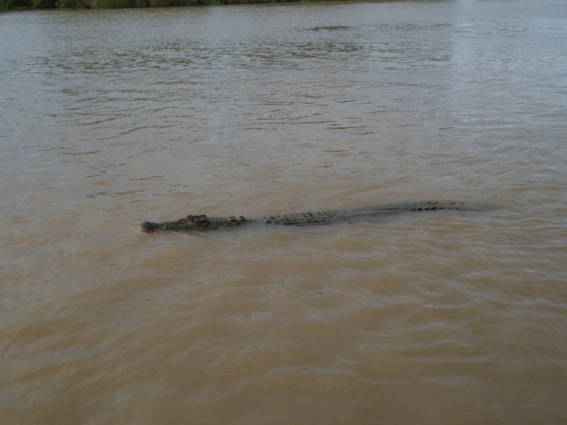 Crocodile in the Adelaide River