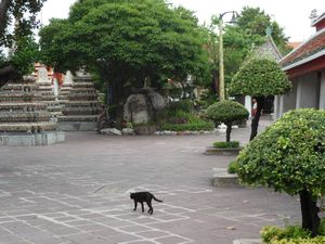 Cat of Wat Pho