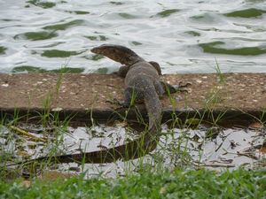 Lizard of Lumphini Park