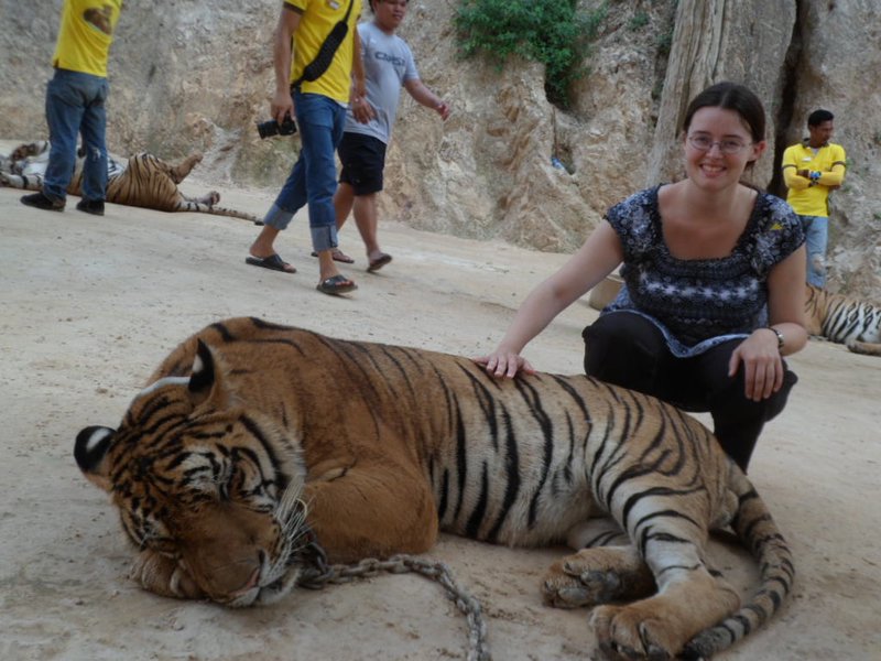 Petting a Tiger
