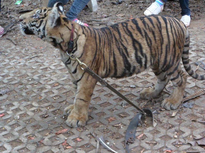 Frisky Tiger Cub