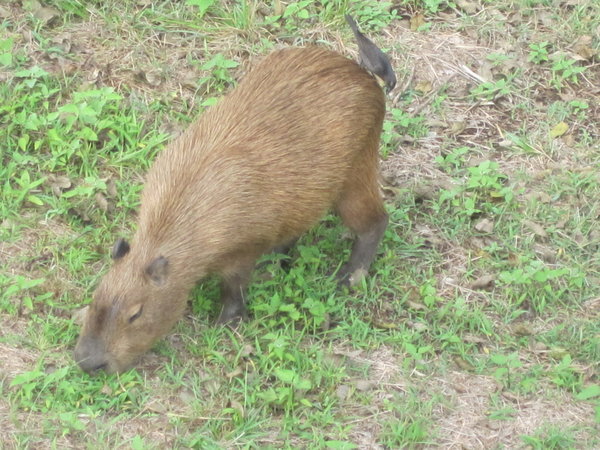Largest rodent in the world!
