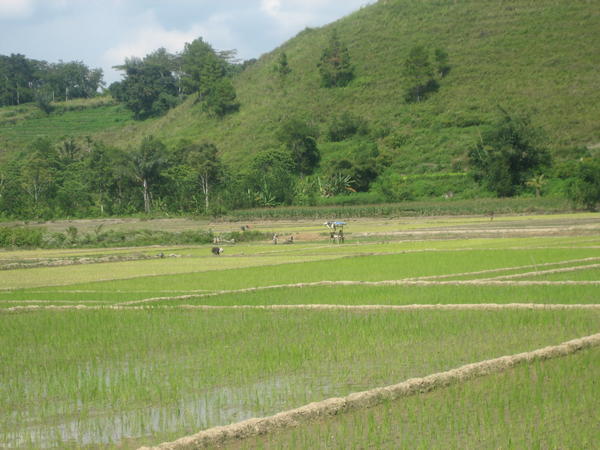 Lake Toba - Rice paddies