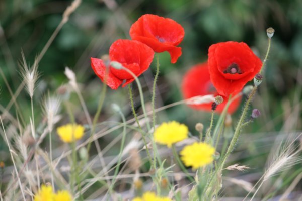 Flowers along side the fence