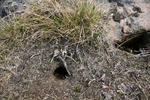 bird and lemming tunnels or nests