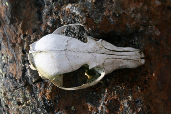 white fox skull