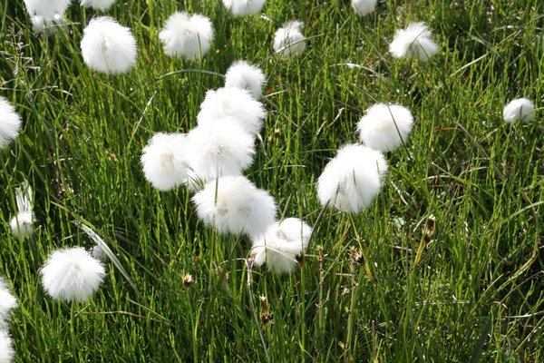 arctic cotton
