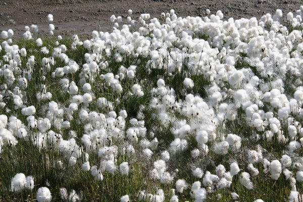 a field of arctic cotton