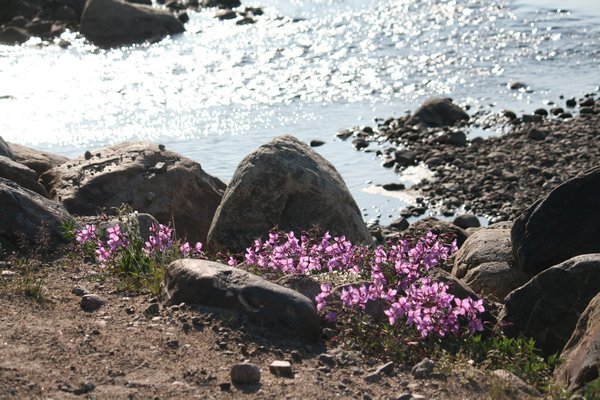 dwarf fireweed in front of a creek