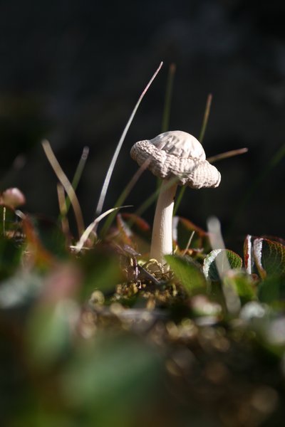 small mushroom 