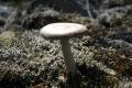  mushroom growing in the antler lichen