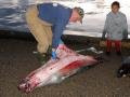 Glen skinning seal and little boy looking on