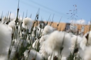 Arctic Cotton