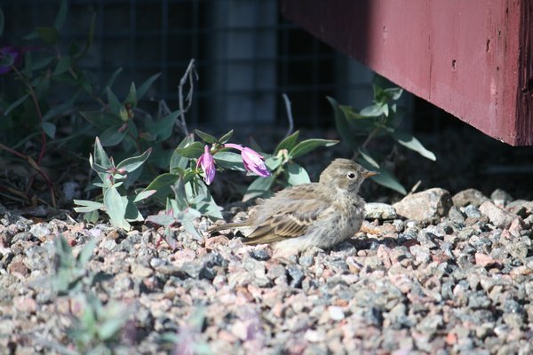 bird in front of Research Centre office