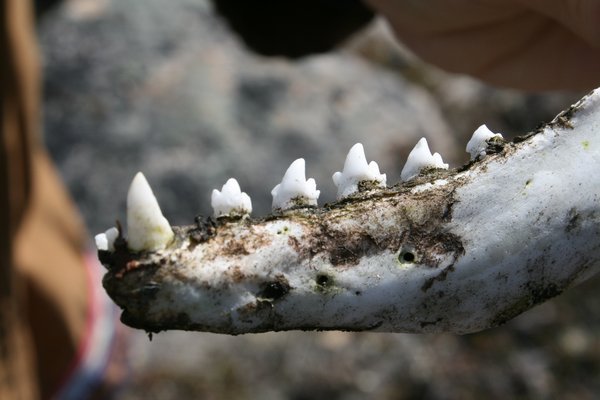 teeth and jaw bone of a fox
