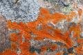 this looks like rust but it is actually lichen on a rock