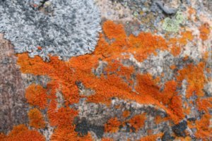 this looks like rust but it is actually lichen on a rock
