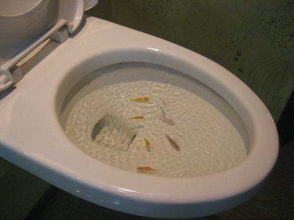 Toilet fish