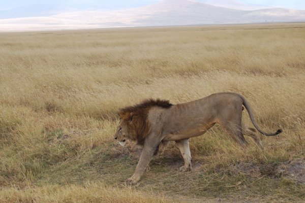 our first Lion of the day at Ngorongoro Crater