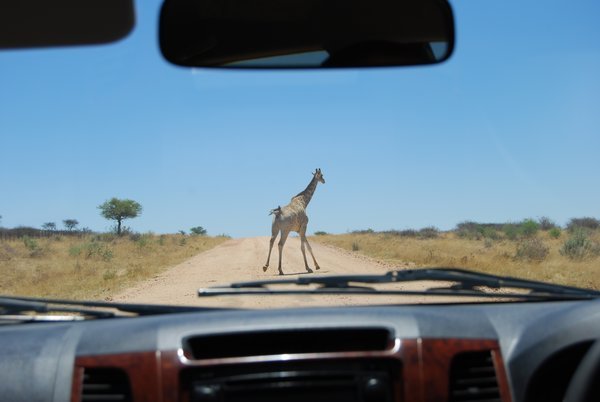 Wildlife spotting on the back roads