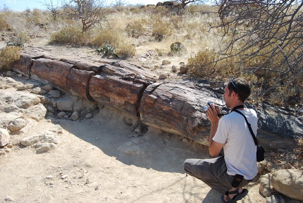 One of the Petrified trees