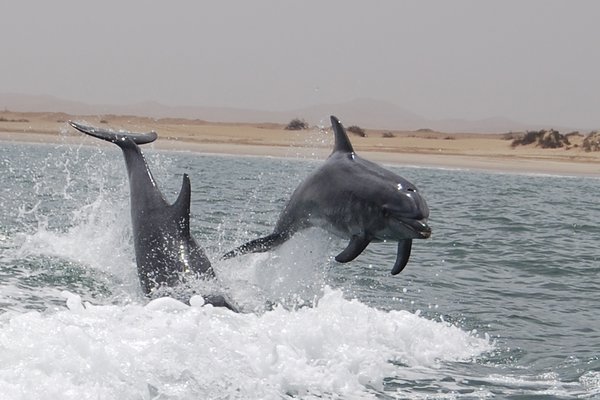 Frolicking dolphins at Walvis Bay