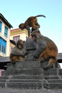 Chitwan and Kathmandu, Nepal 031