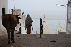 Typical Varanasi view  - cow, shawled lady, water-side Ghat and poo