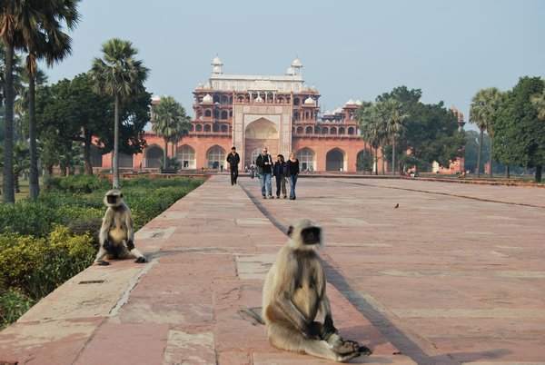 monkeys outside Akbars tomb