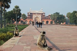 monkeys outside Akbars tomb