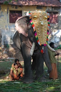 Parade elephant in Fort Cochin