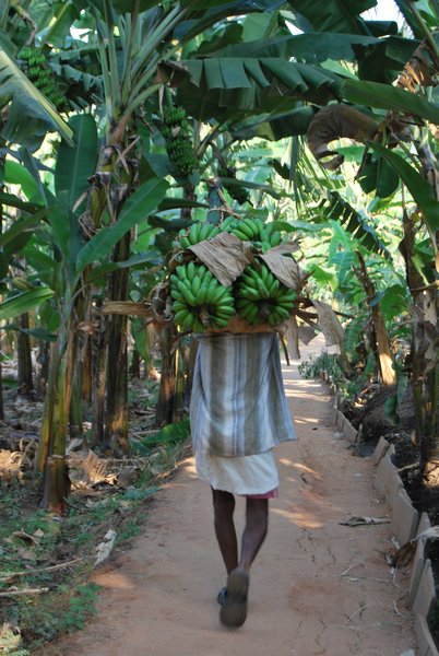 Walking through the banana plantation