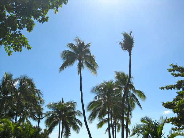 palm trees!!!!